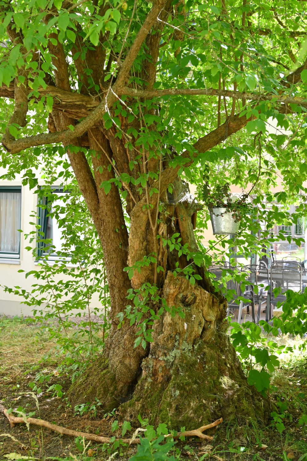 Cornus mas - Gotha - 2022