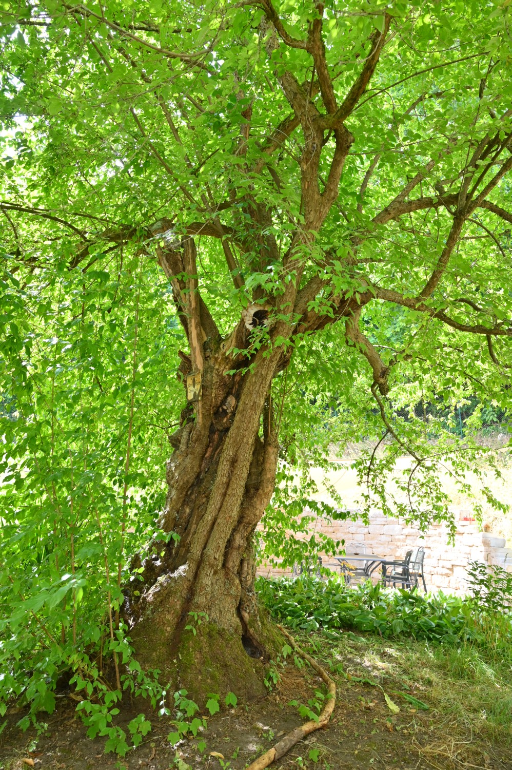 Cornus mas - Gotha - 2022
