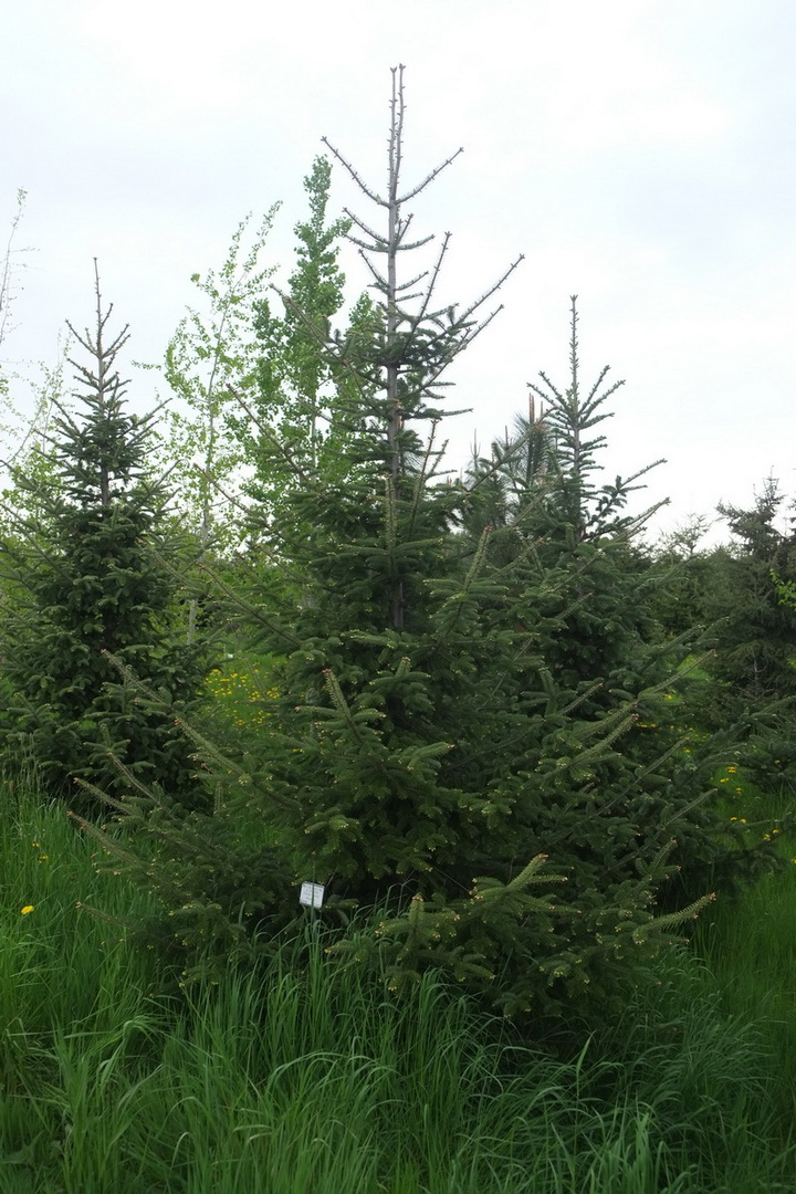 Abies balsamea - Tharandt