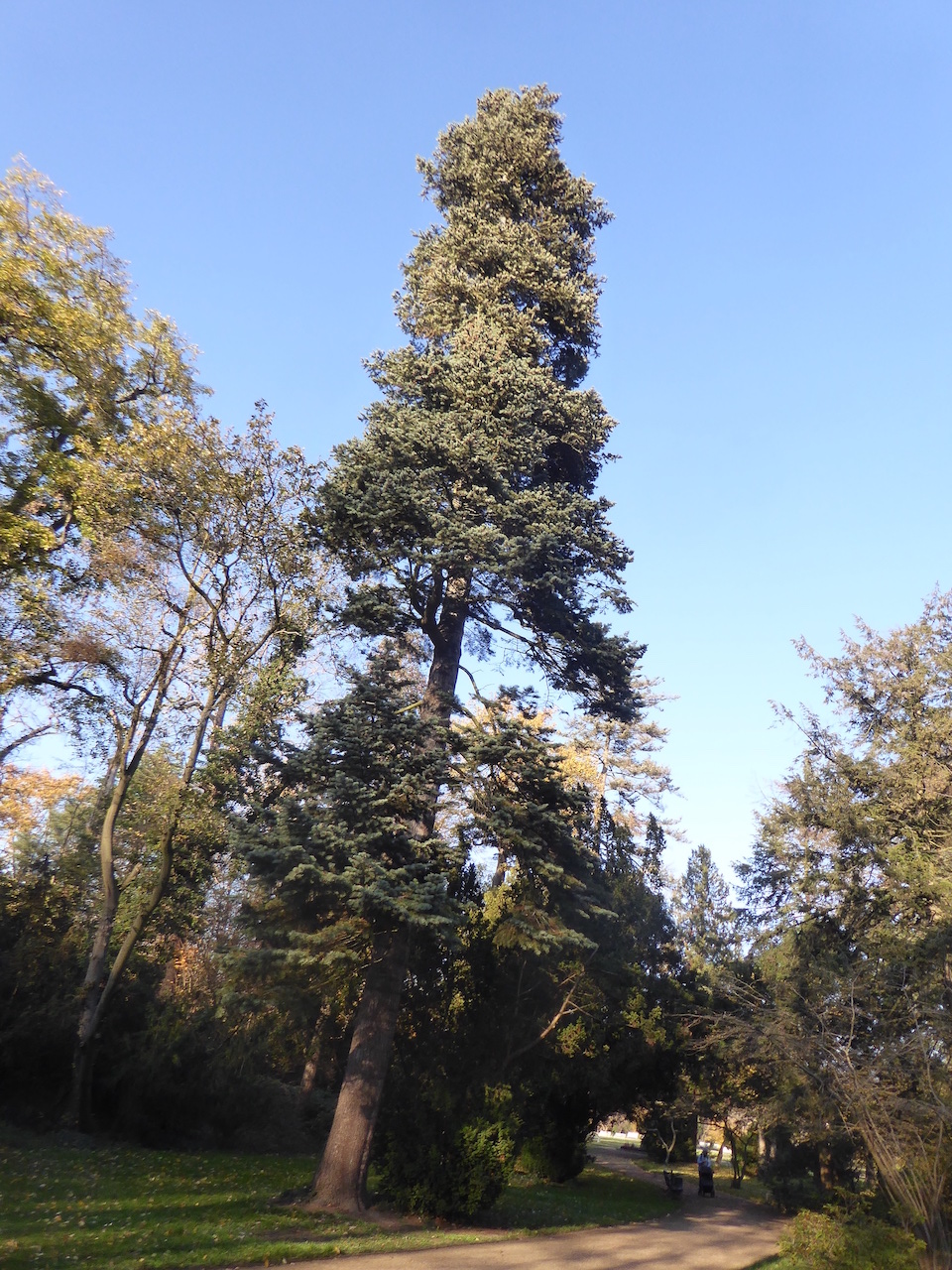 Abies concolor - Dresden - 2022