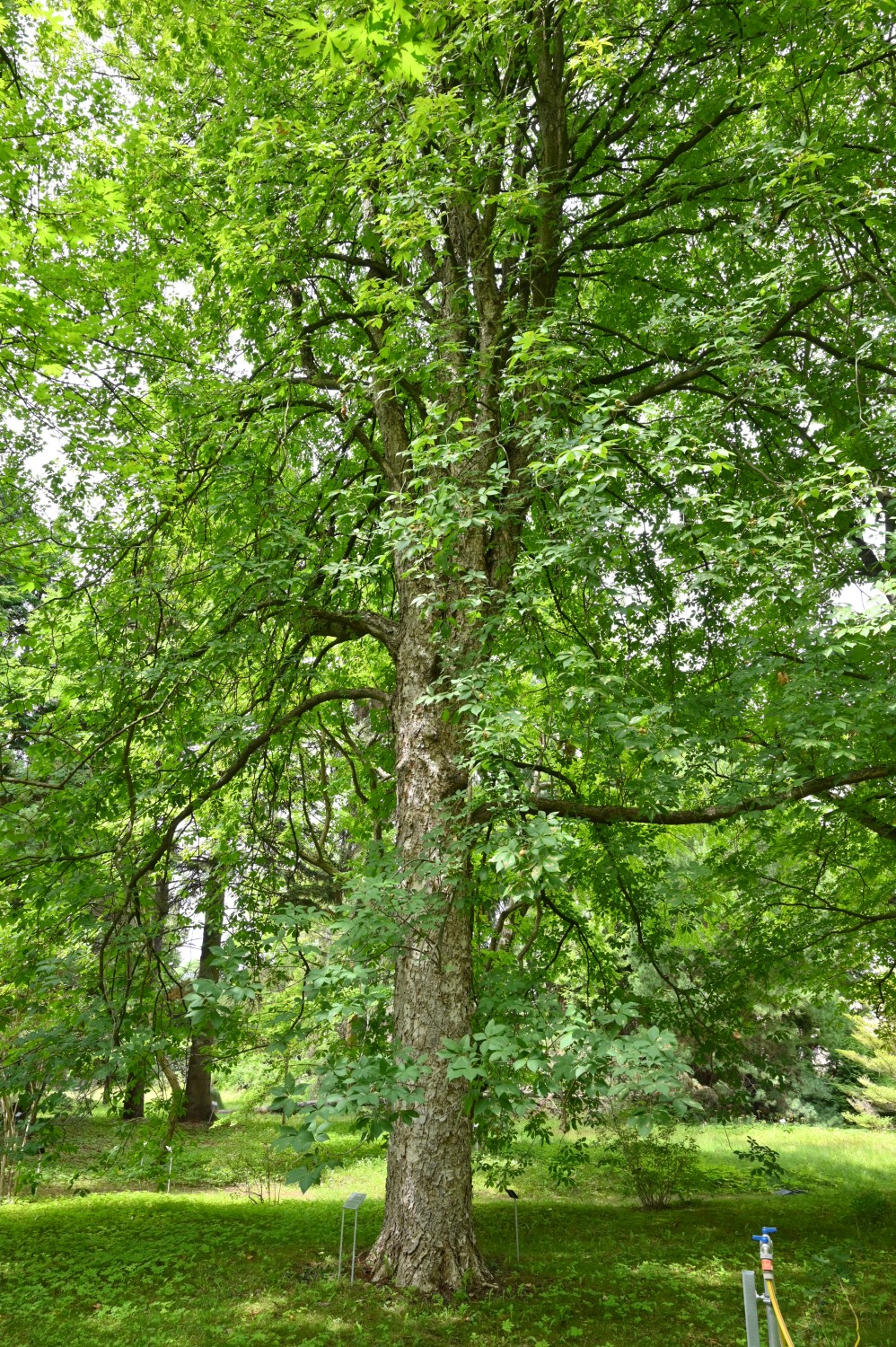 Aesculus glabra - Späth-Arboretum, Berlin-Baumschulenweg - Juli 2022