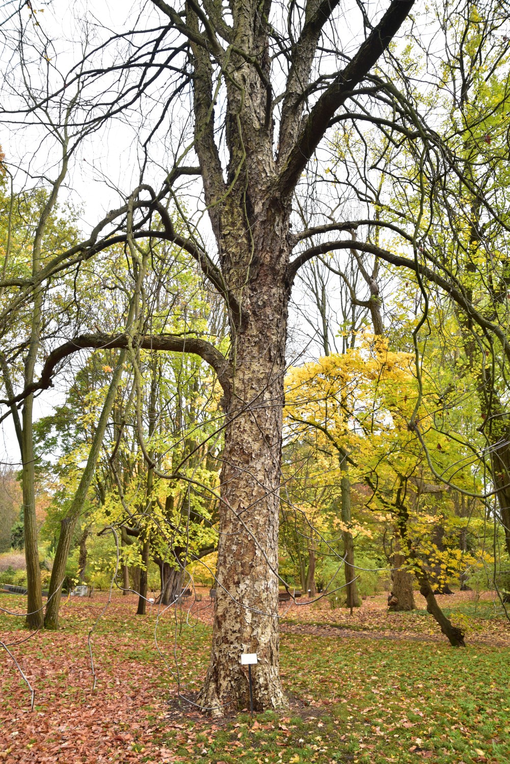 Aesculus glabra - Späth-Arboretum, Berlin-Baumschulenweg - Okt. 2018