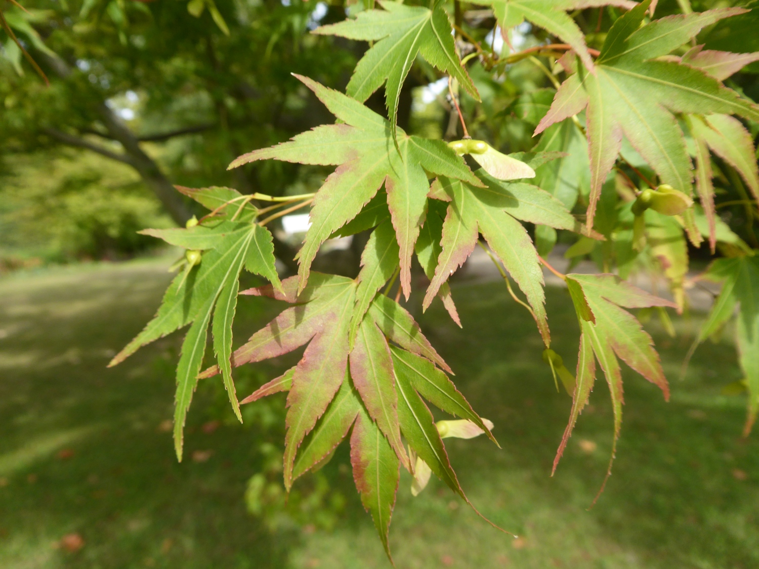 Acer palmatum - Dresden-Pillnitz - August 2022