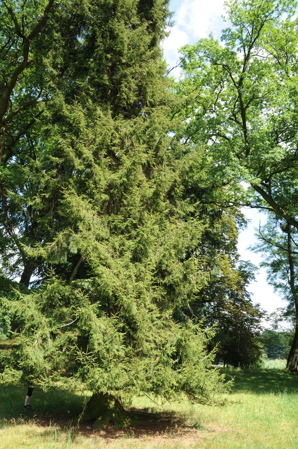 Picea orientalis - Krumbeck - Sommer 2014