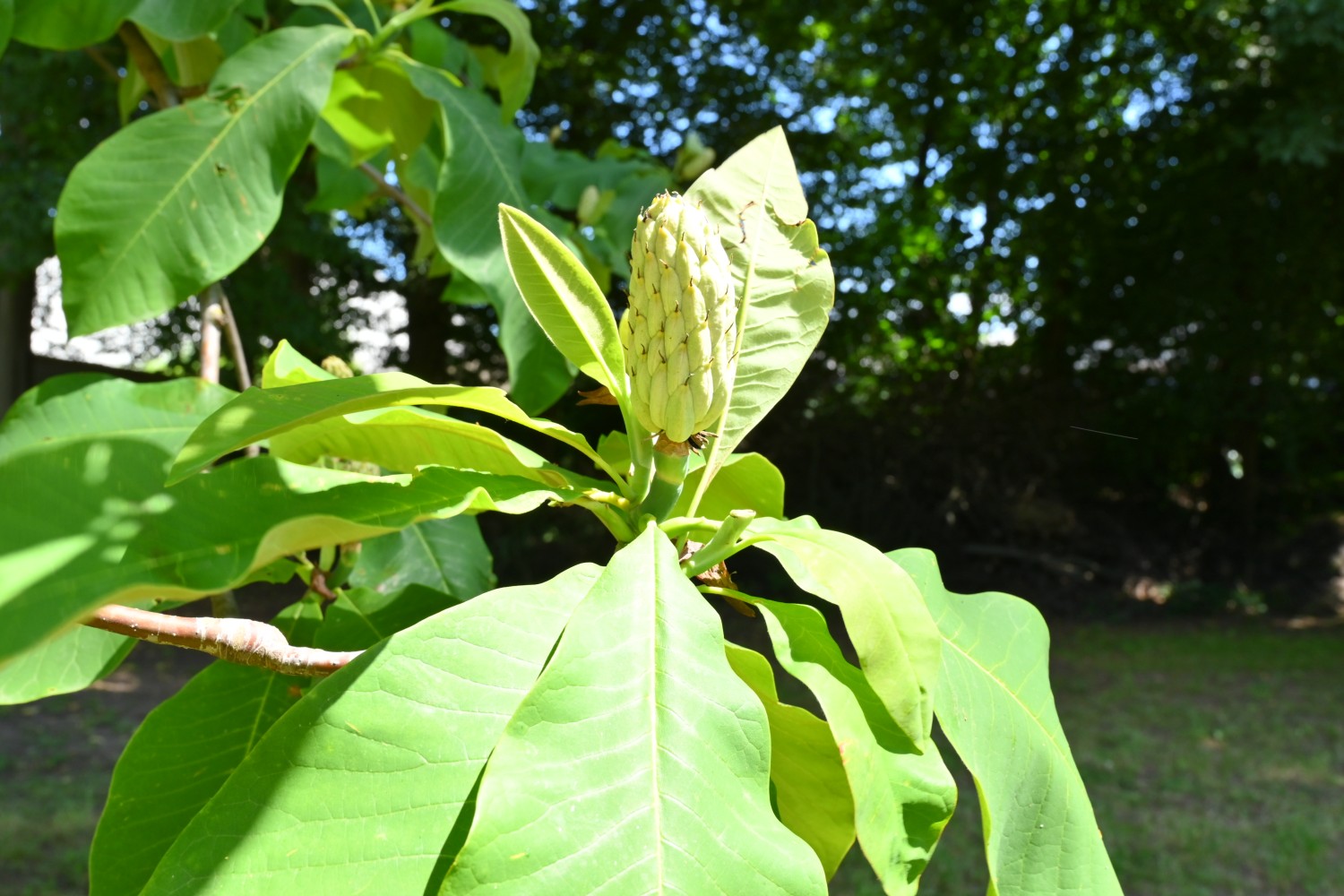Magnolia tripetala - Lebusa - 2020
