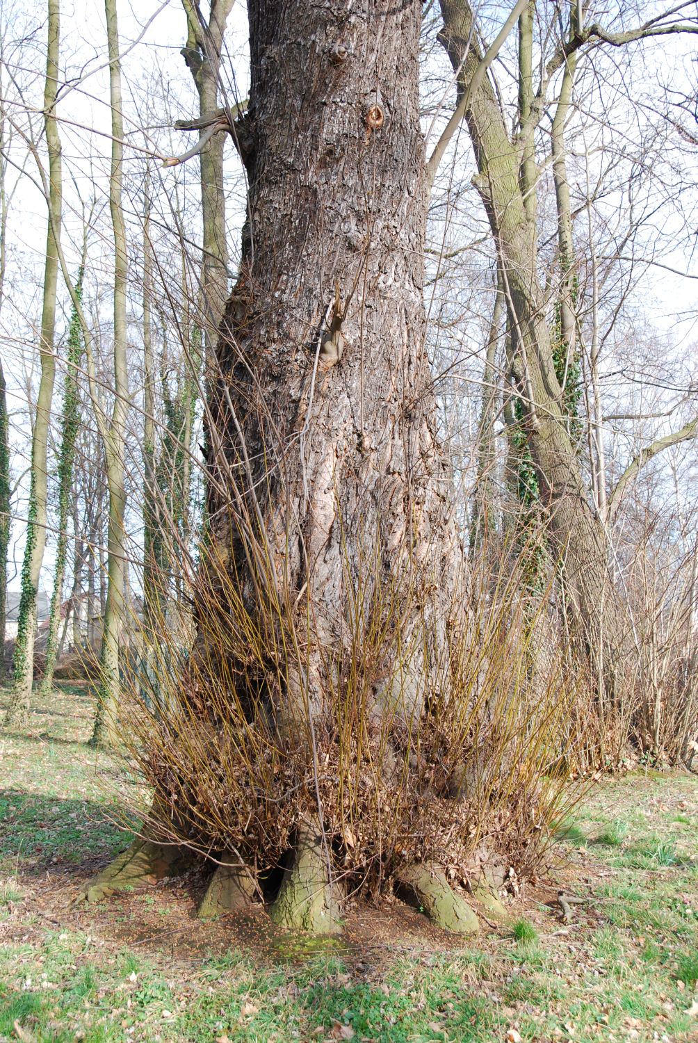 Silberahorn - Hof (Naundorf) bei Stauchitz - März 2007