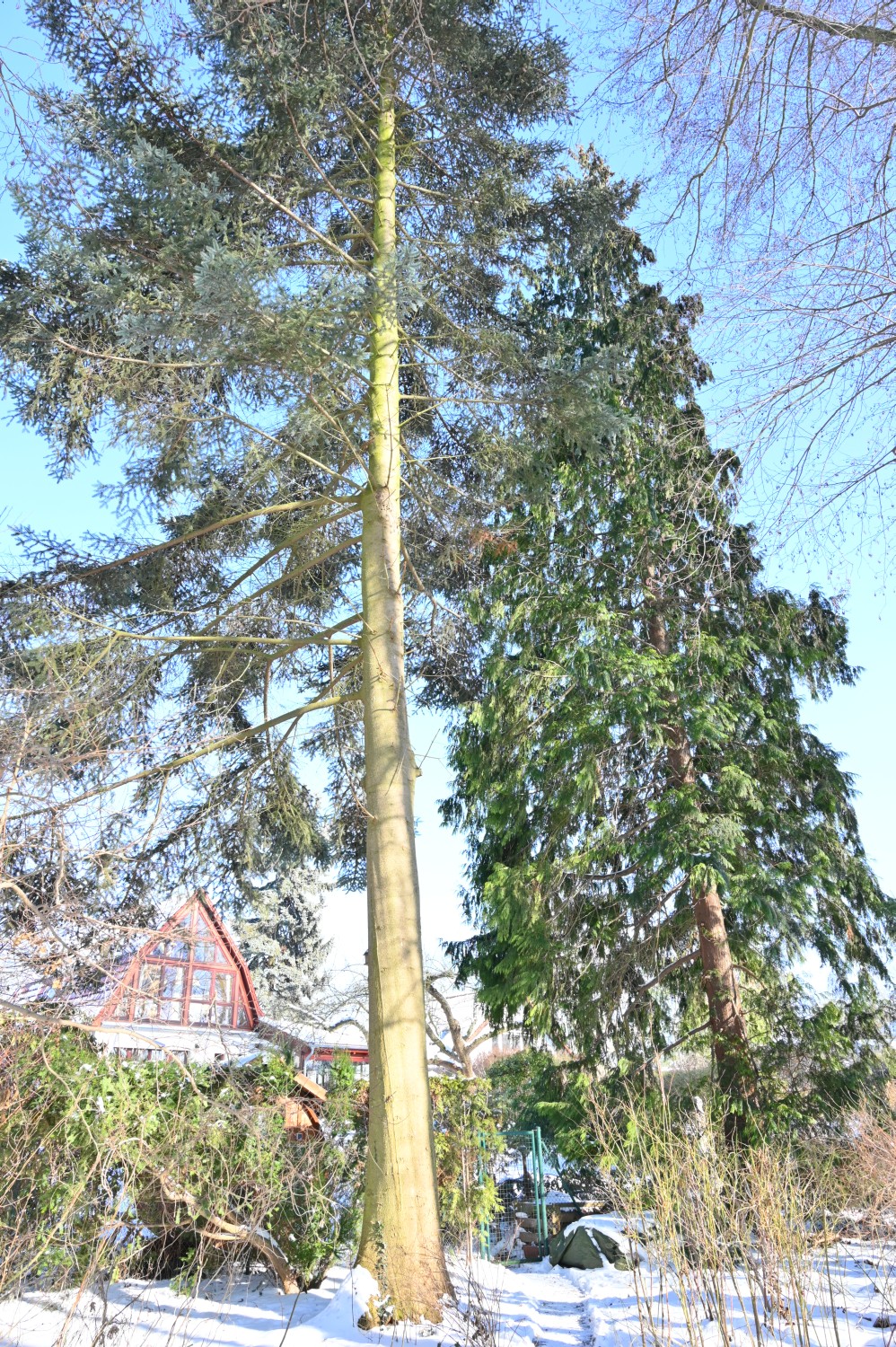 Abies homolepis - Werder - 2021
