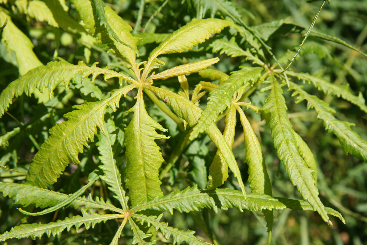 Aesculus hippocastanum 'Laciniata' - Wilhelmshöhe Kassel - Mai 2019