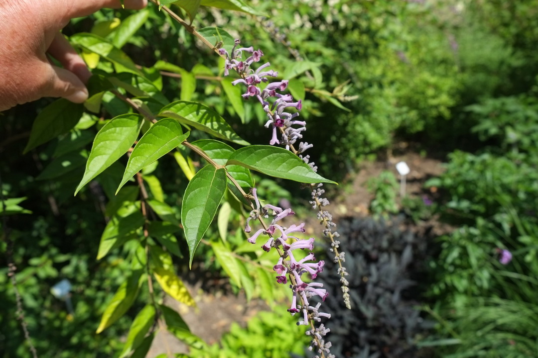 Buddleja lindleyana - Dresden - Juli 2013
