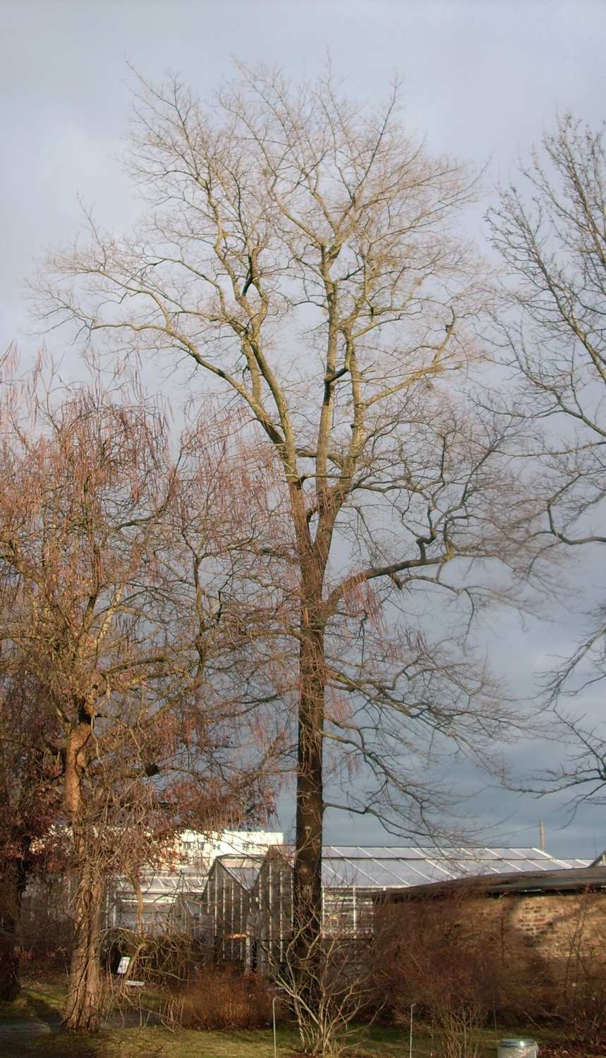 Carya cordiformis - Dresden Botanischer Garten - Januar 2011