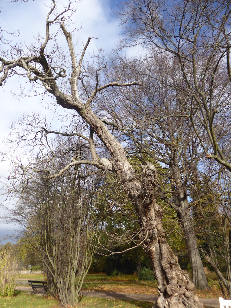 Catalpa bignonioides - Dresden - 2022