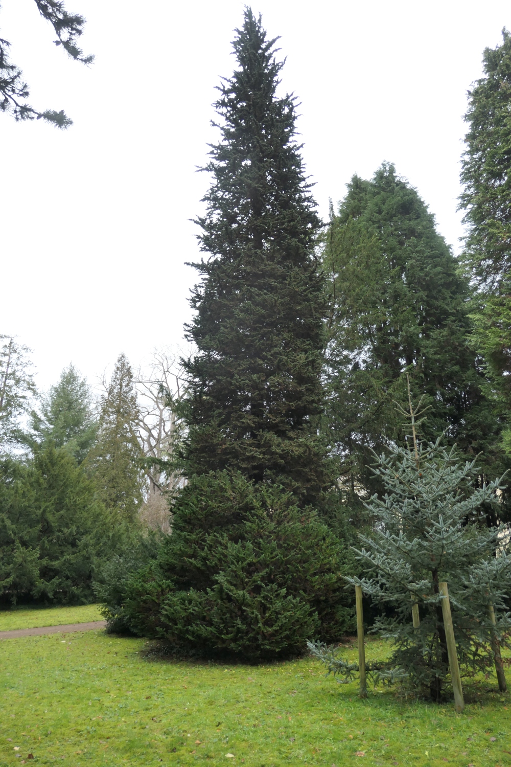 Chamaecyparis lawsoniana 'Wisselii' - Dresden-Pillnitz - Dezember 2012