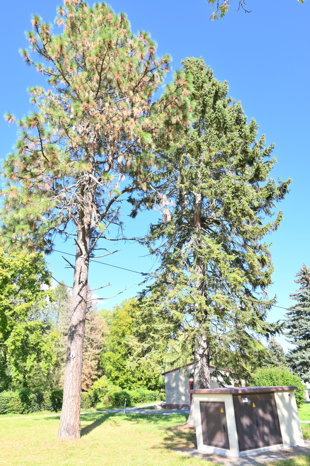 Picea pungens - Sonnewalde - 2020