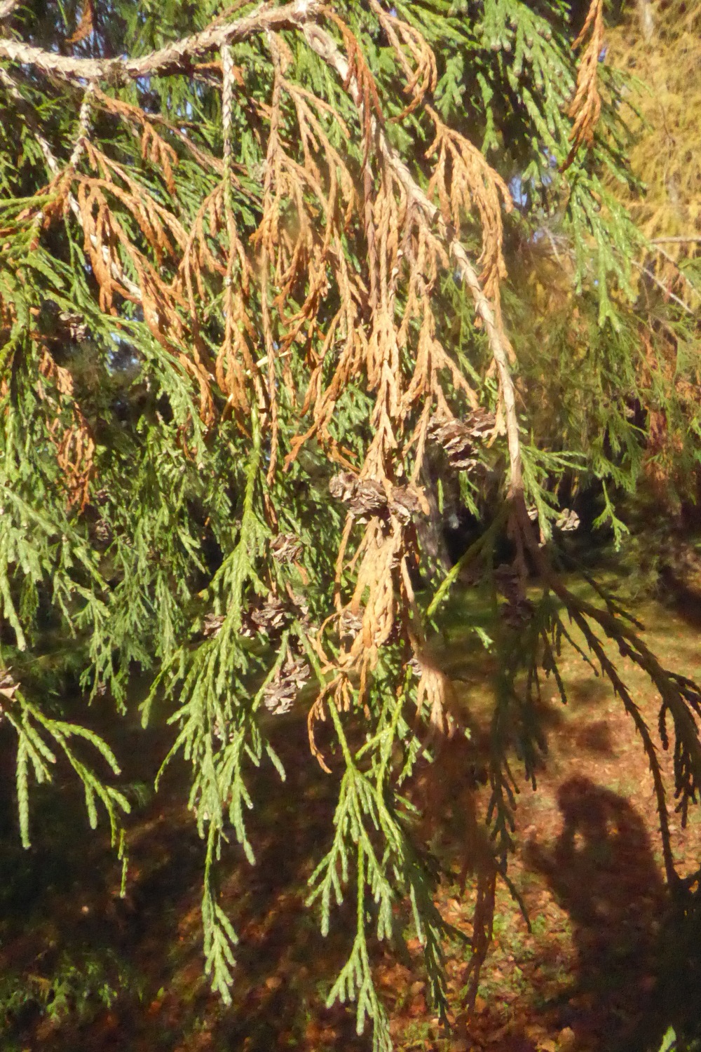 Chamaecyparis pisifera 'Filifera' - Dresden-Pillnitz - November 2022
