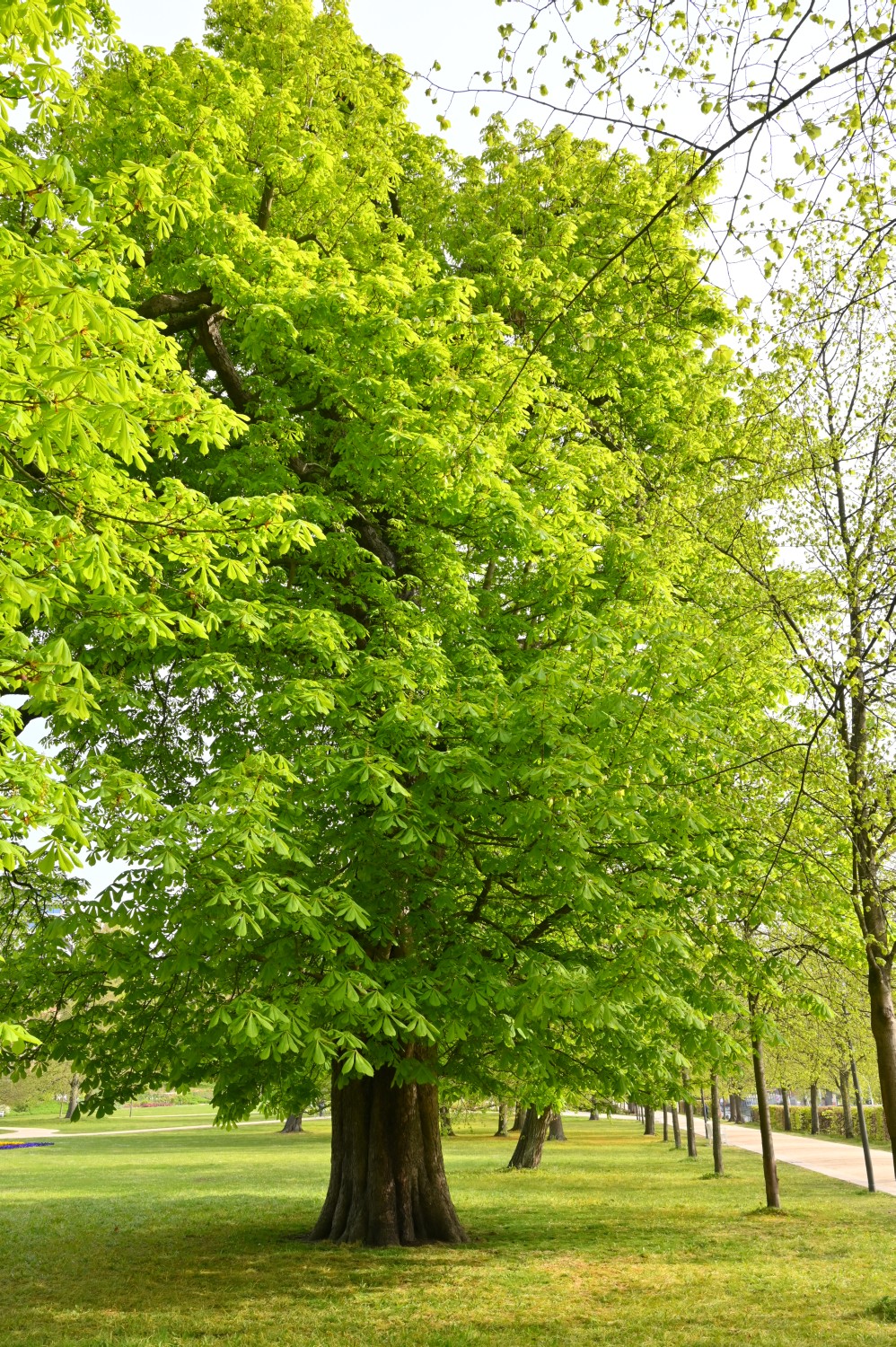 Aesculus hippocastanum - Kiel, Schlosspark - 2022