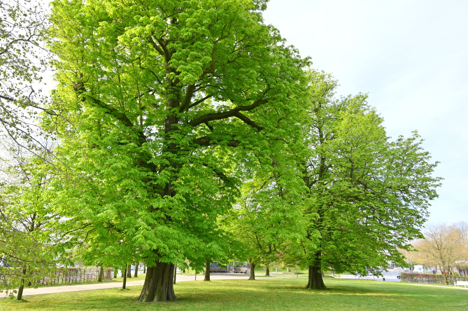 Aesculus hippocastanum - Kiel, Schlosspark - 2022