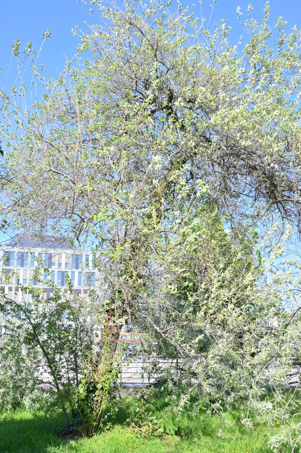 Elaeagnus multiflora - Berlin - 2021