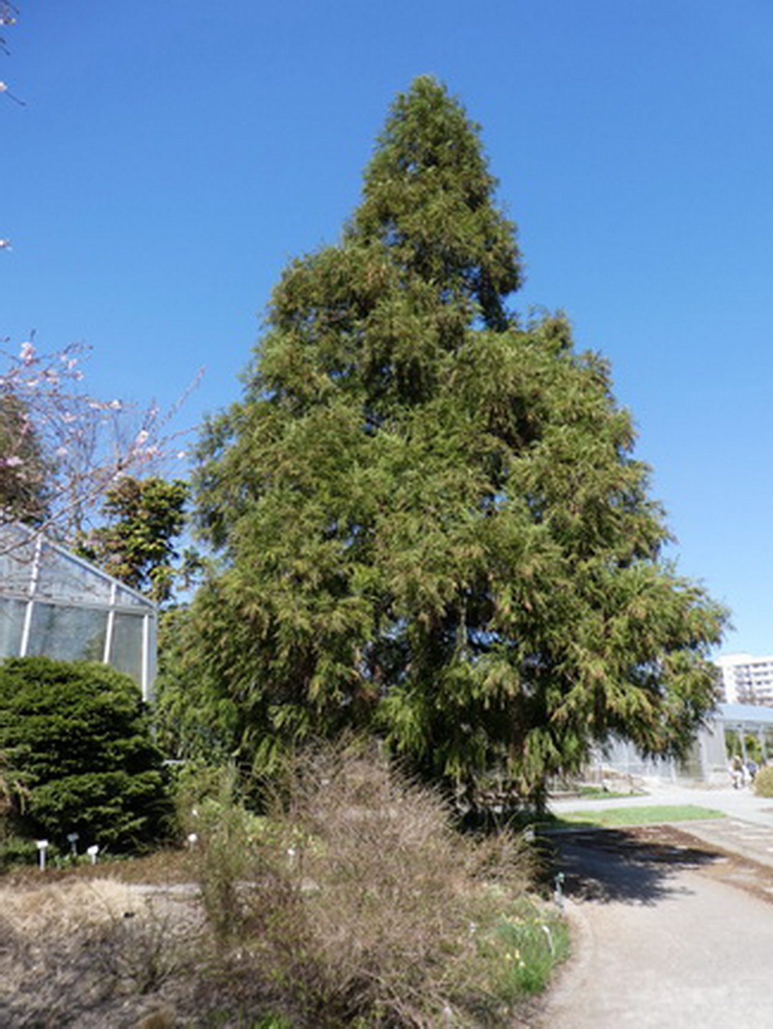 Cryptomeria japonica var. sinensis - Dresden Botanischer Garten - April 2018