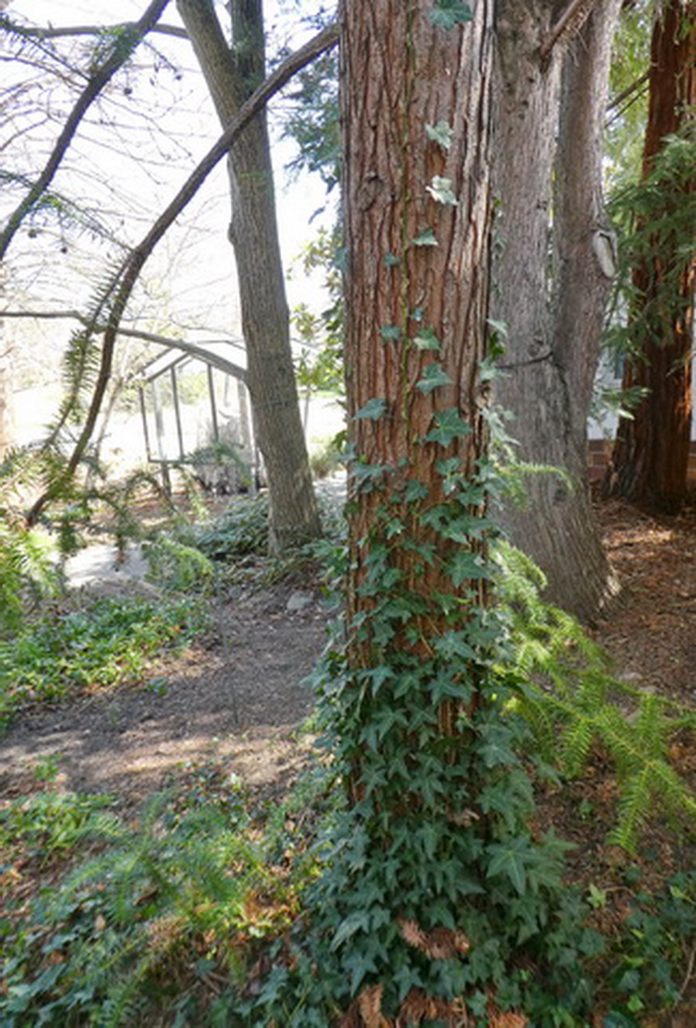 Cunninghamia lanceolata - Dresden Botanischer Garten - April 2018