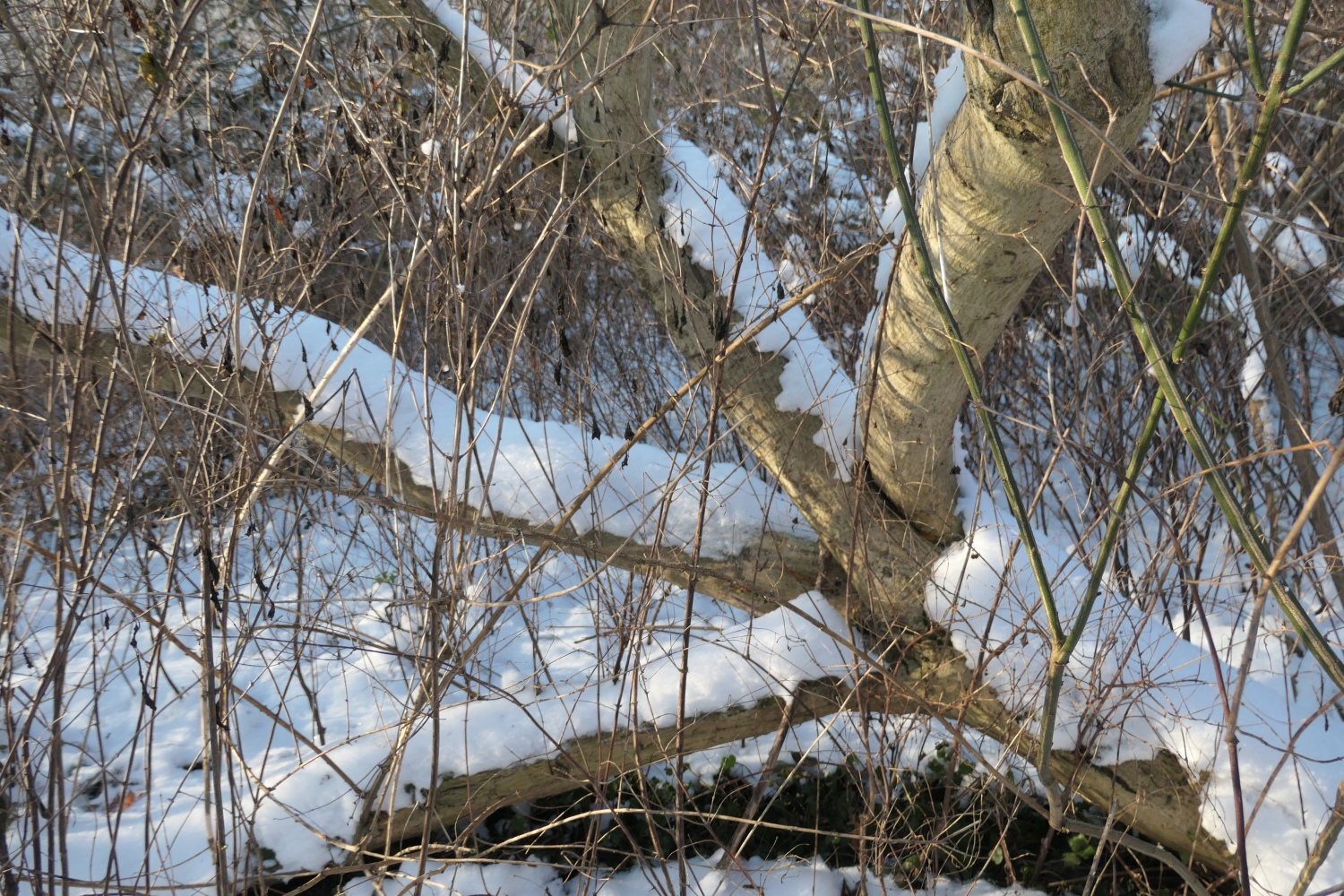 Euonymus europaeus - Dresden-Pillnitz - Dezember 2012