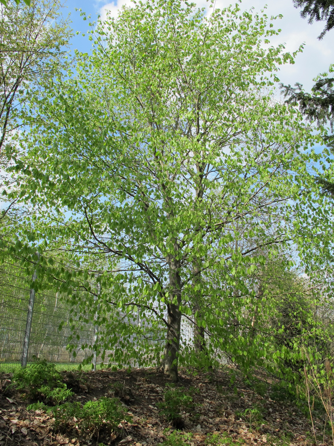 Fagus orientalis - Dresden Botanischer Garten - April 2013