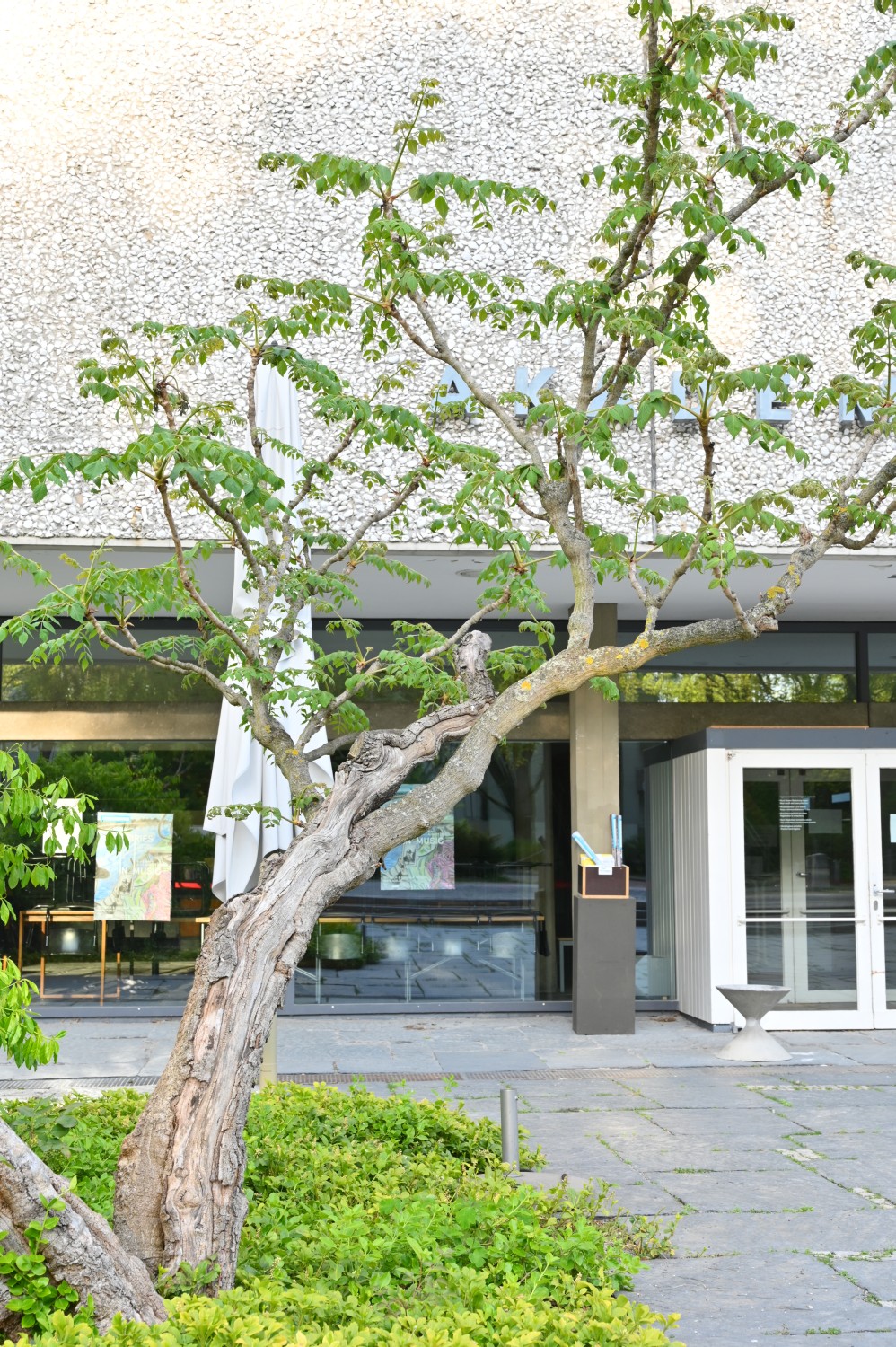 Aralia elata - Berlin - 2021