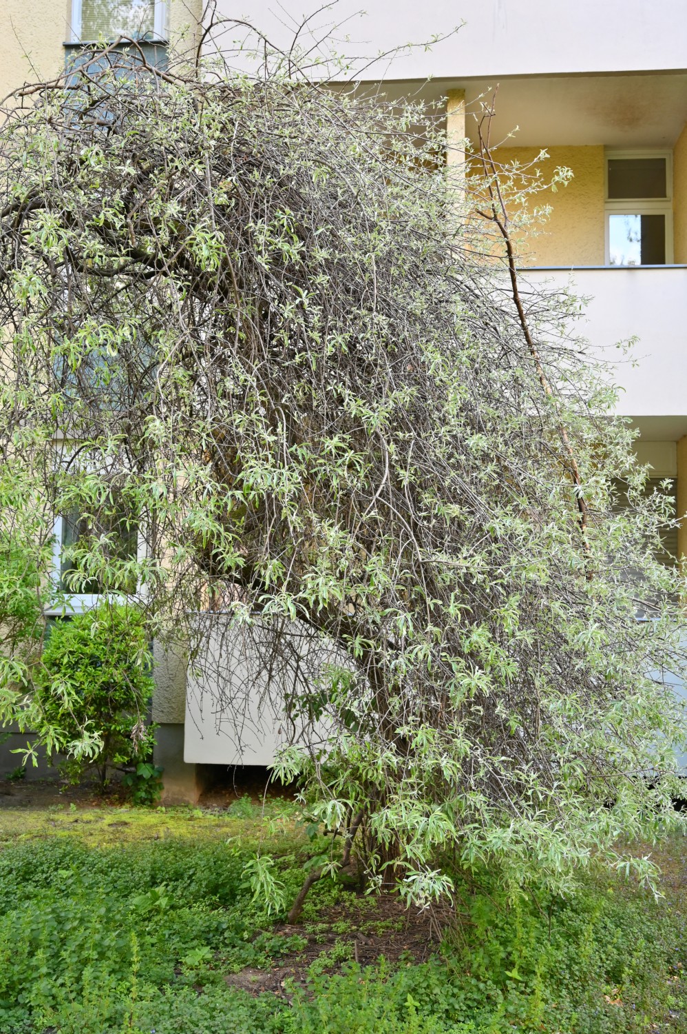Pyrus salicifolia - Berlin - 2021