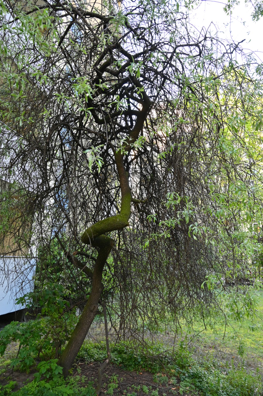 Pyrus salicifolia - Berlin - 2021