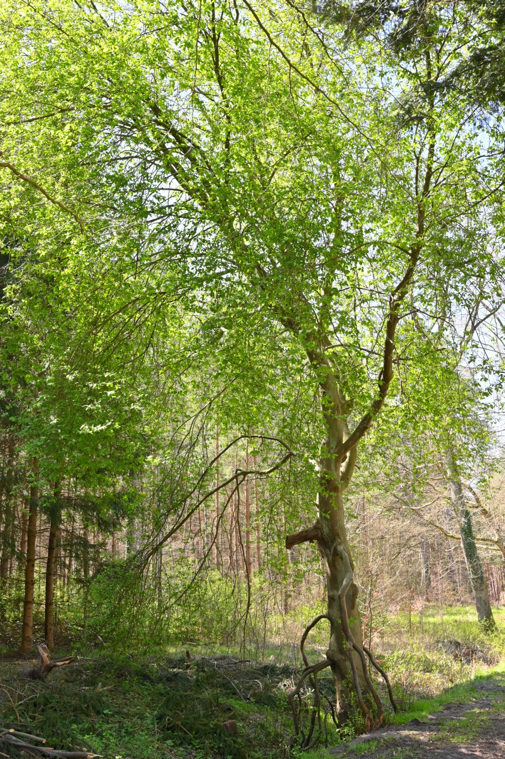 Prunus padus - Gelbensande bei Meyers Hausstelle - 2022
