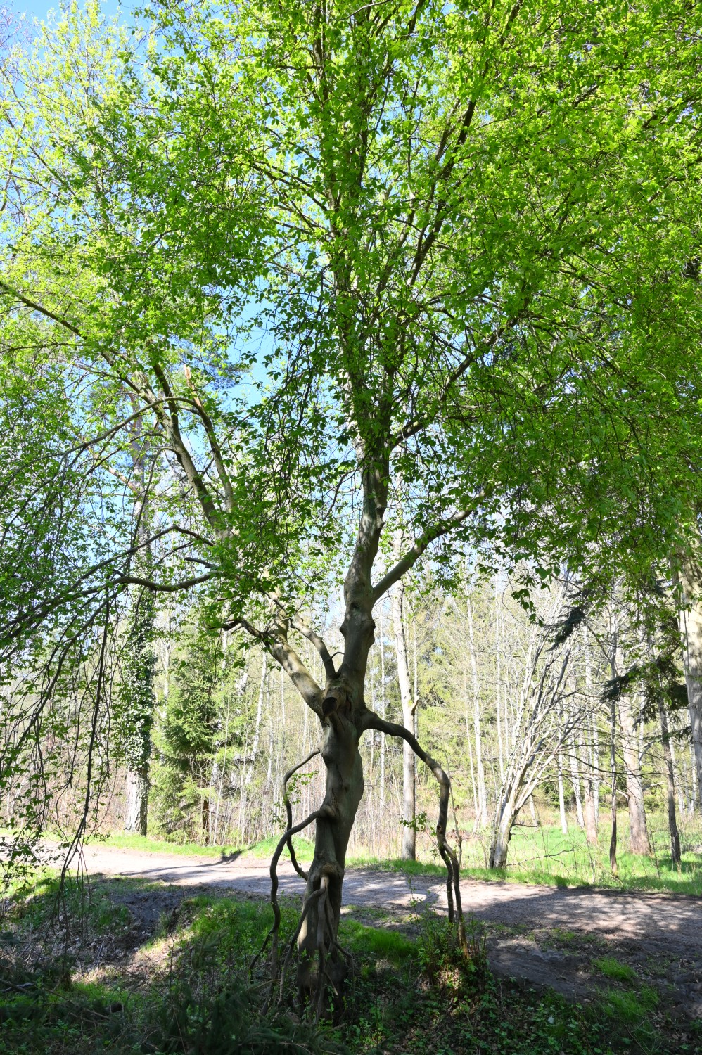 Prunus padus - Gelbensande bei Meyers Hausstelle - 2022