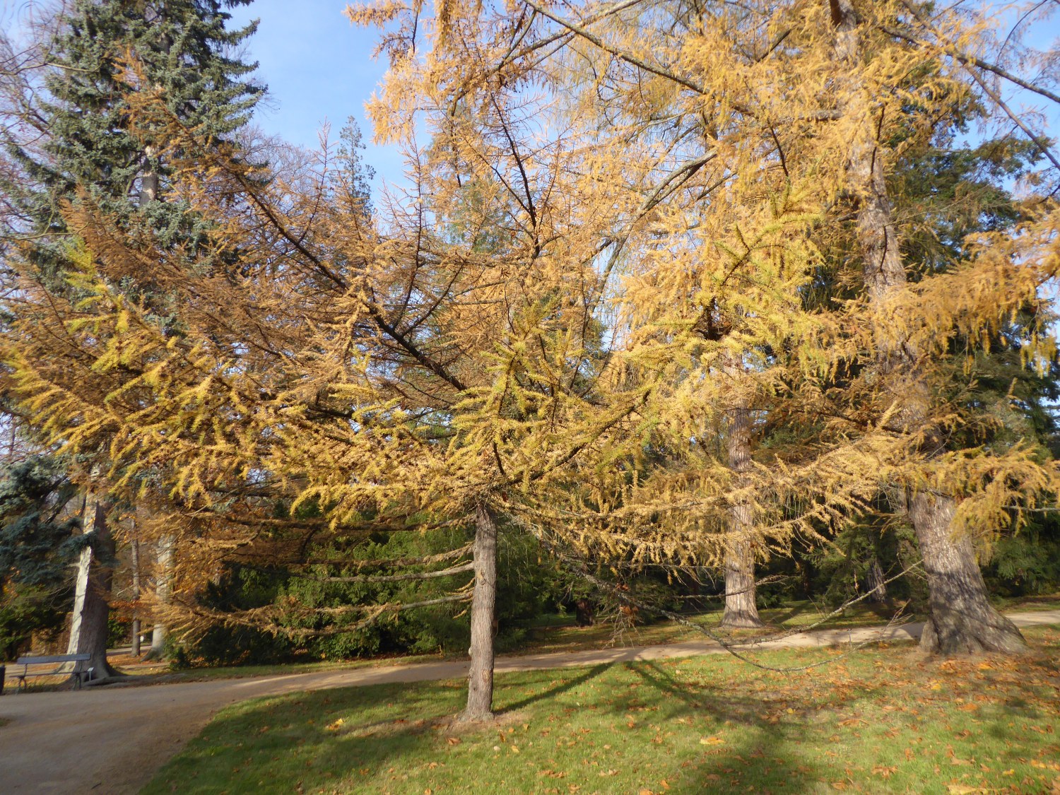 Larix gmelinii var. japonica - Dresden-Pillnitz - November 2019