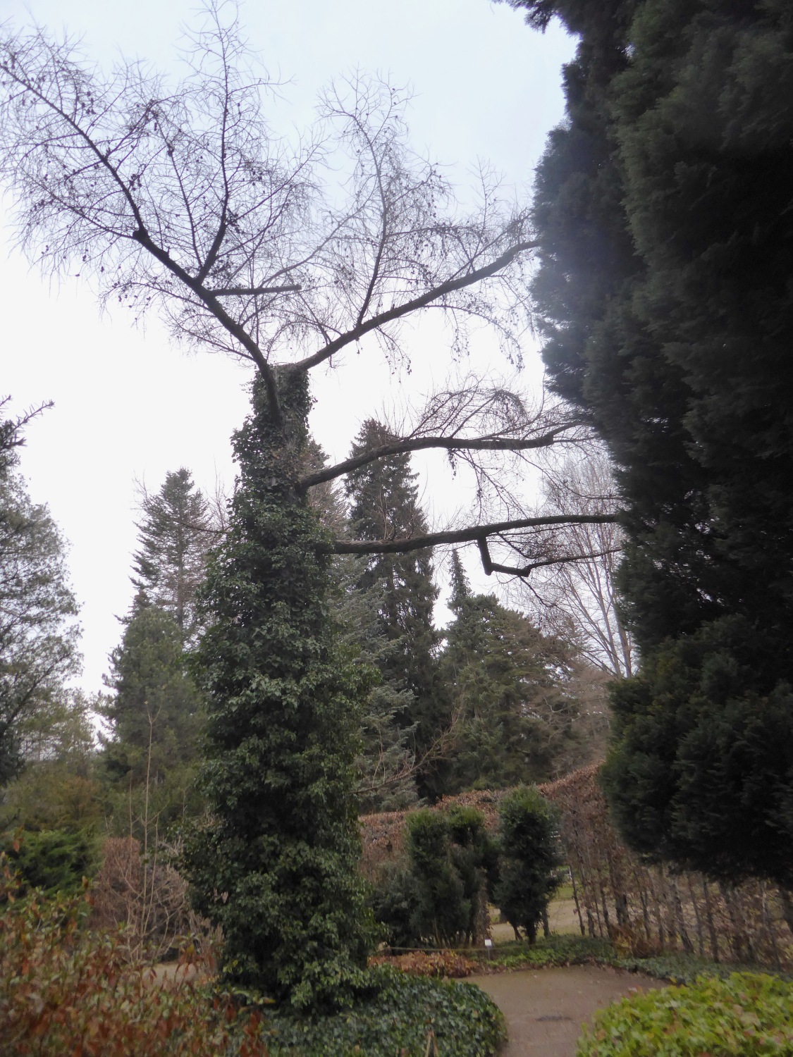 Larix kaempferi - Dresden-Pillnitz - Dezember 2012