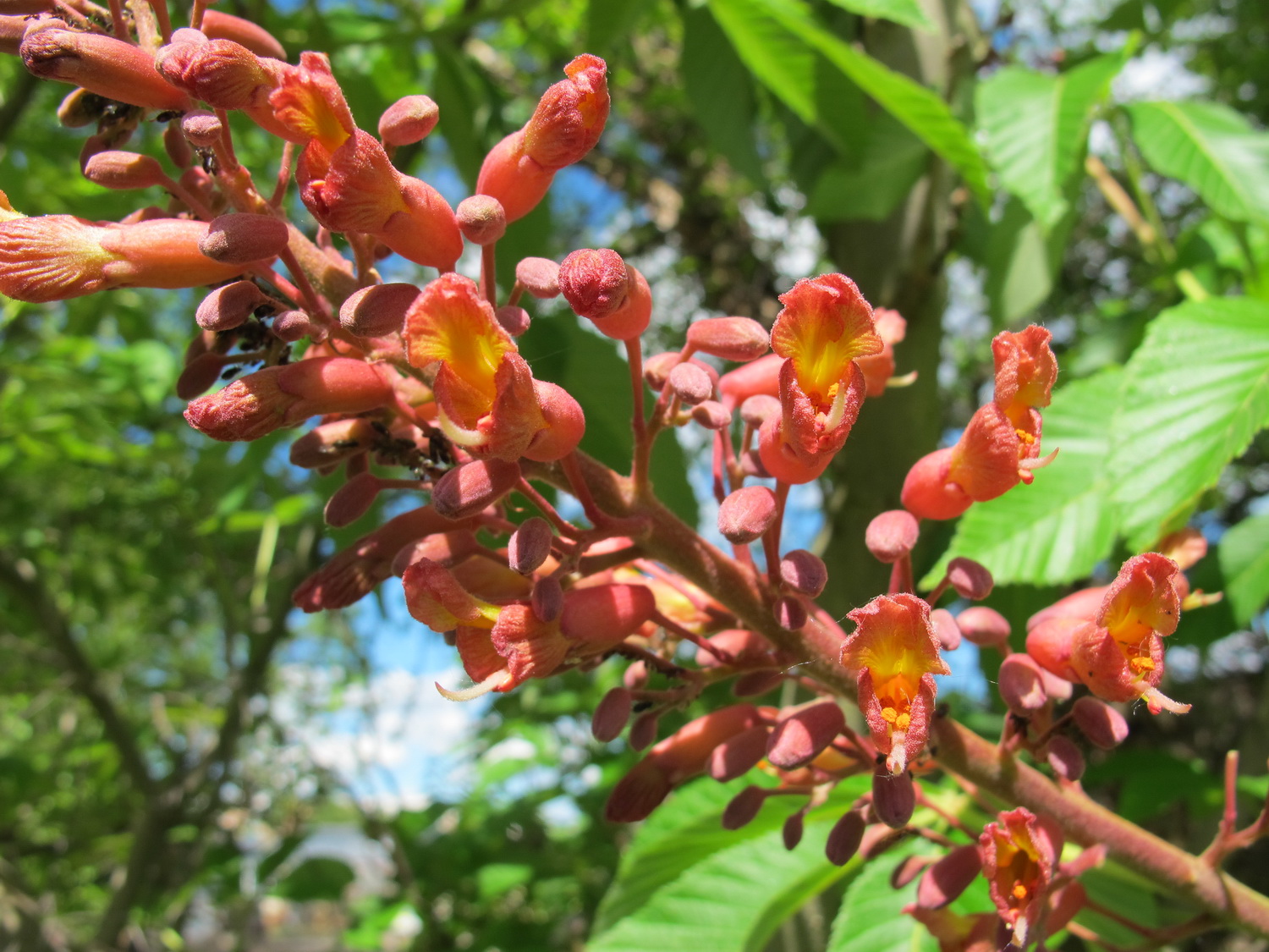 Aesculus pavia - Dresden Botanischer Garten - Mai 2013