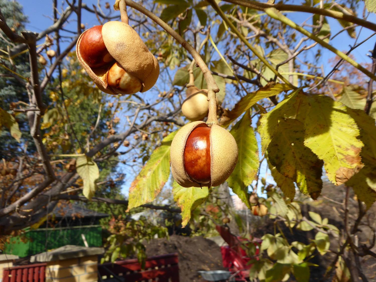 Aesculus pavia - Dresden Botanischer Garten - November 2021