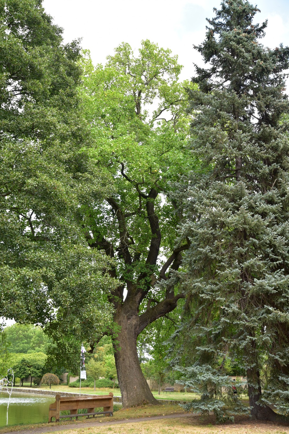 Liriodendron tulipifera - Lampertswalde - September 2003