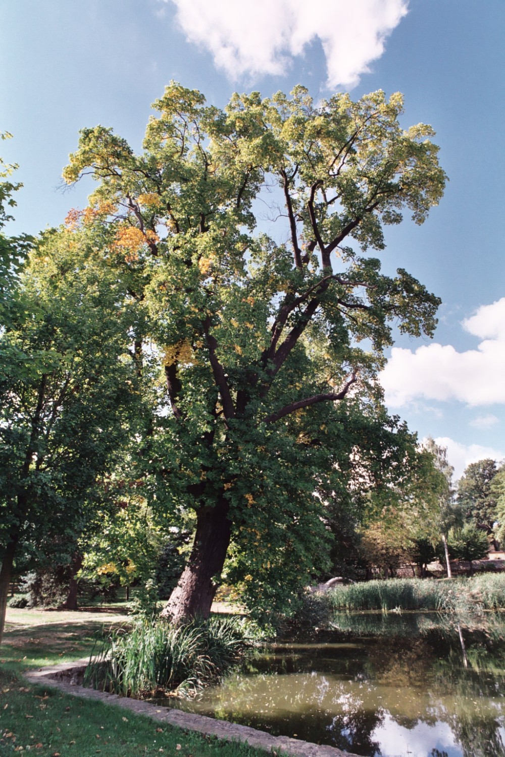 Liriodendron tulipifera - Lampertswalde - August 2018