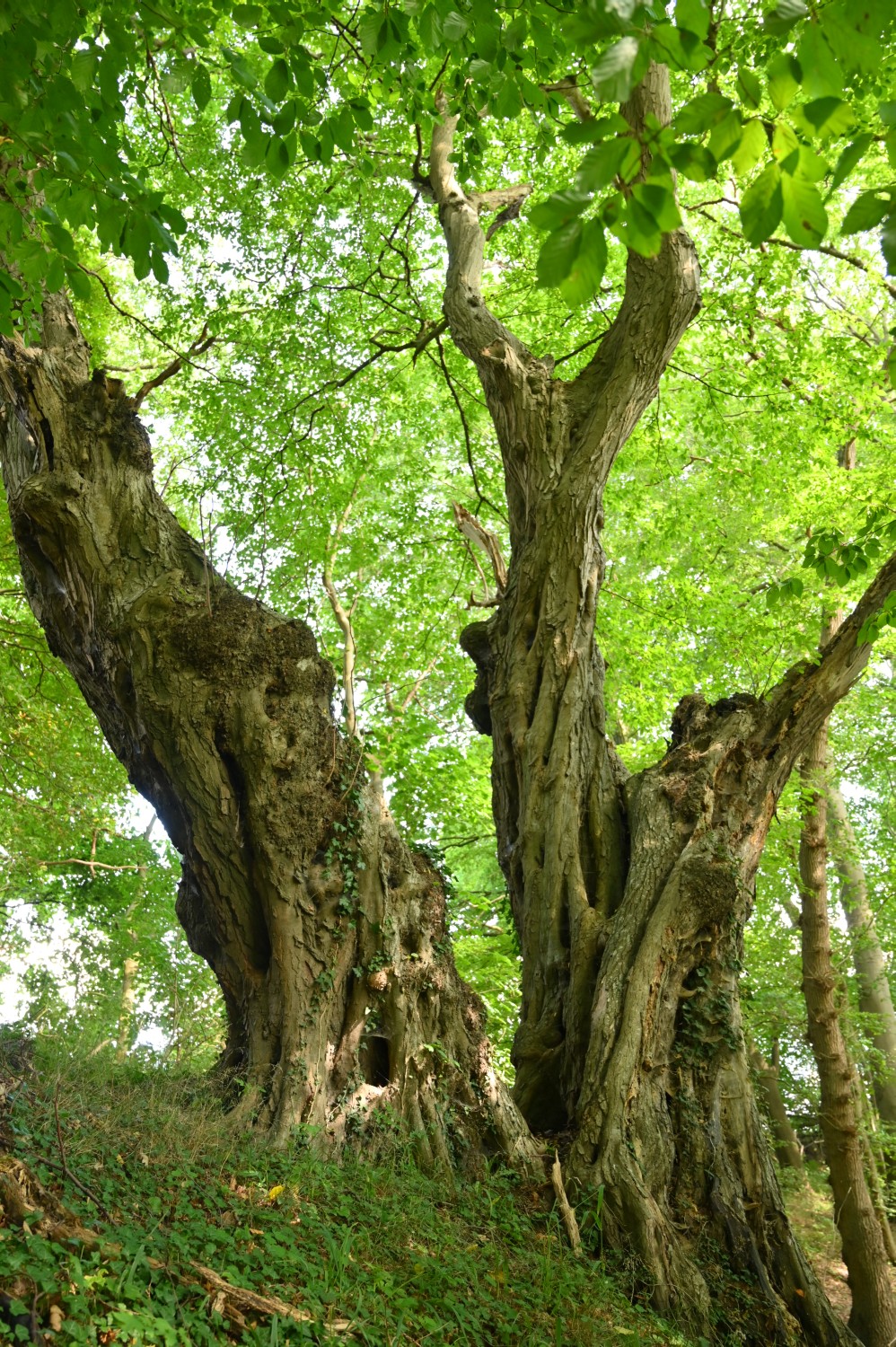 Carpinus betulus - Stormstorf - 2022