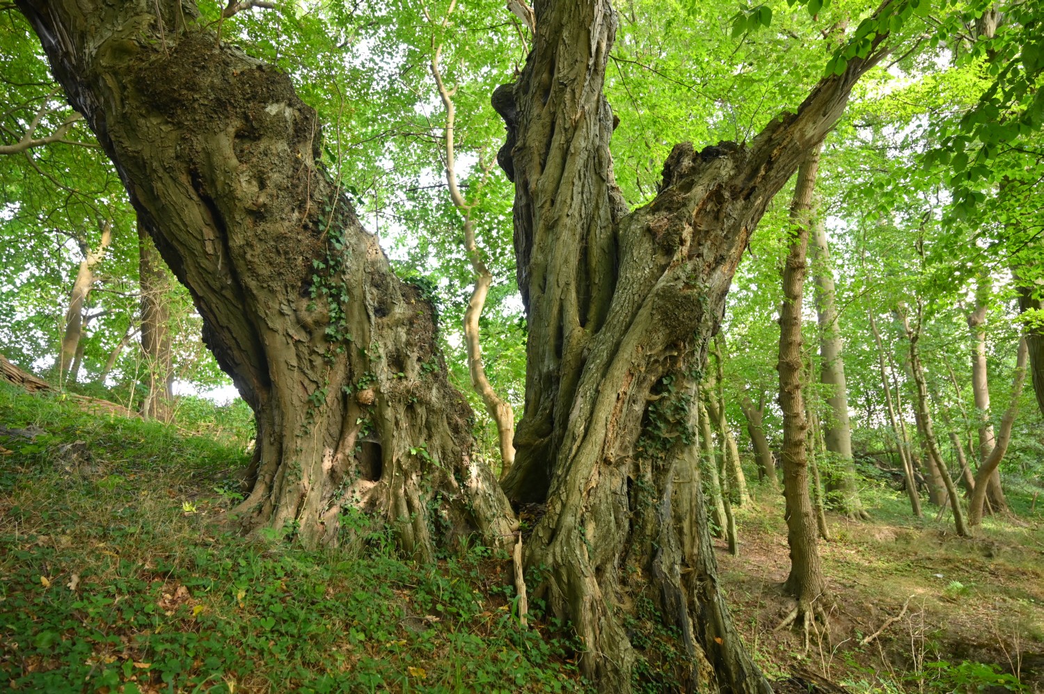 Carpinus betulus - Stormstorf - 2022