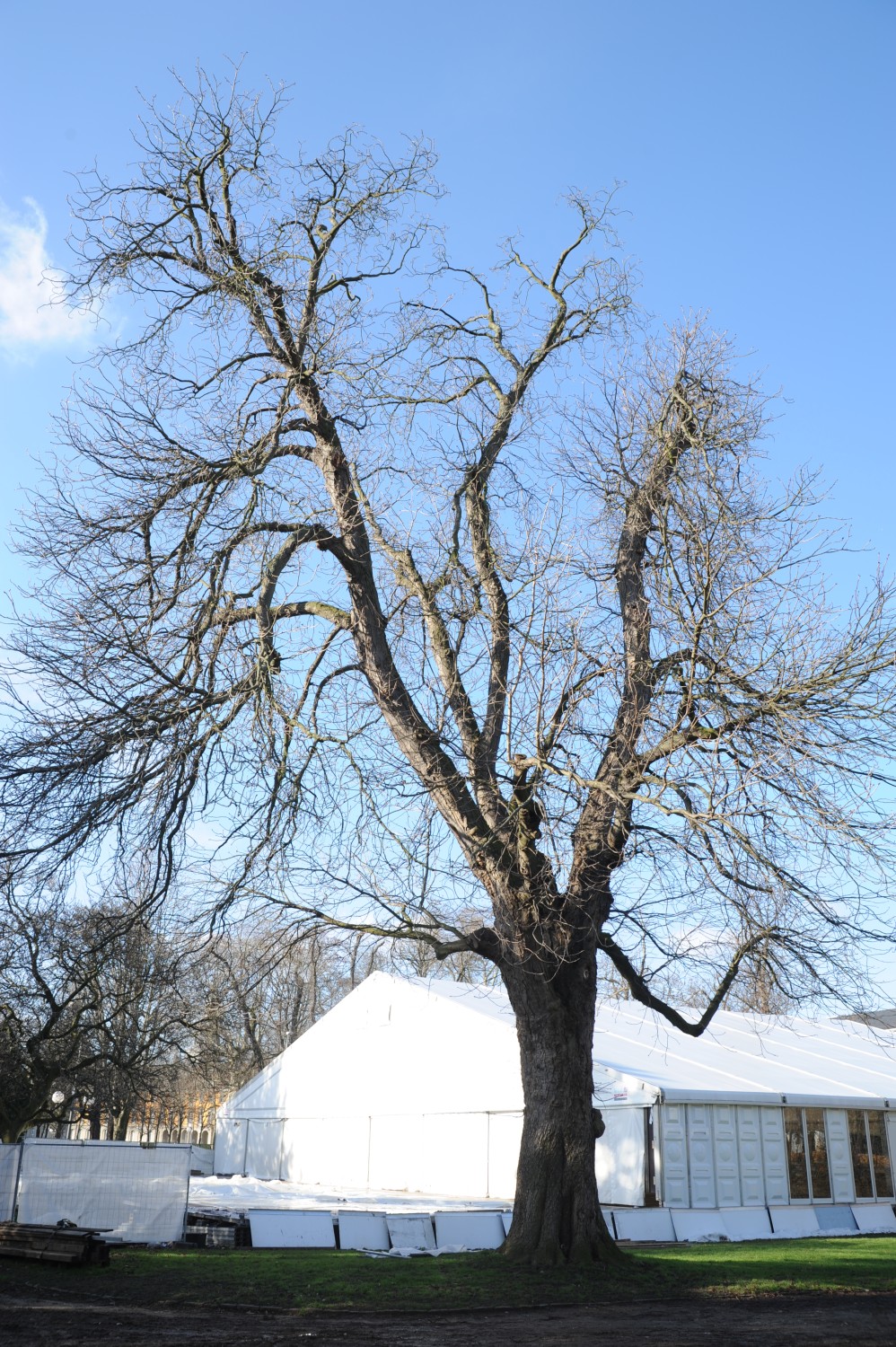 Aesculus × carnea - Bonn - 2015