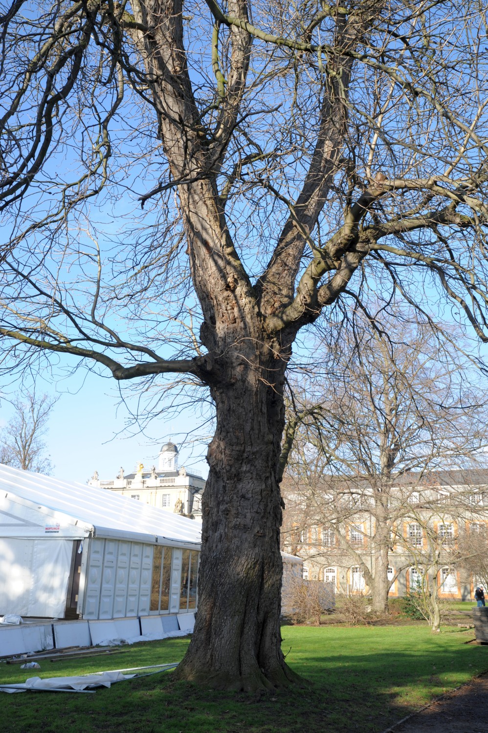 Aesculus × carnea - Bonn - 2015