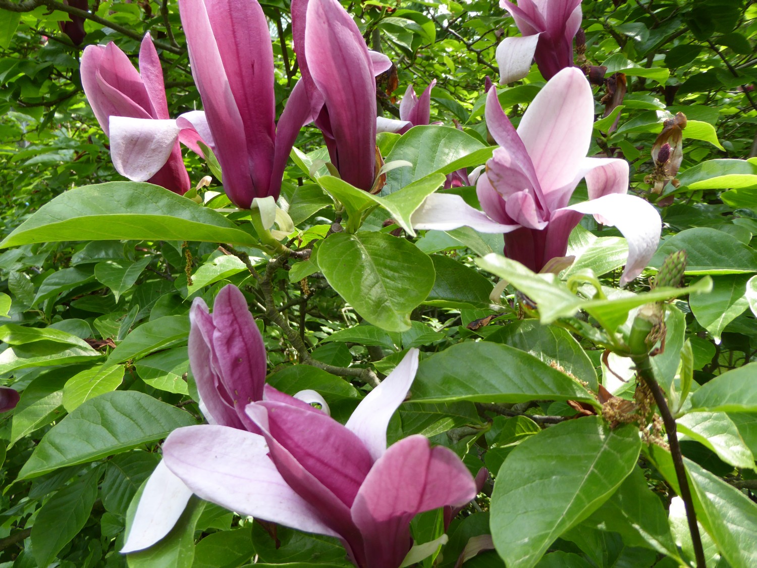 Magnolia liliflora 'Nigra' - Dresden-Pillnitz - 2016