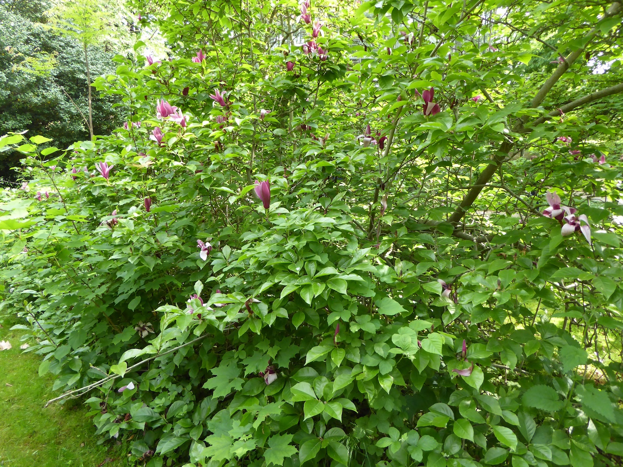 Magnolia liliiflora 'Nigra' - Dresden-Pillnitz - Mai 2016