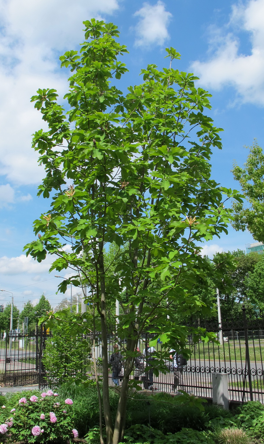 Magnolia officinalis var. biloba - Dresden Botanischer Garten - Mai 2013