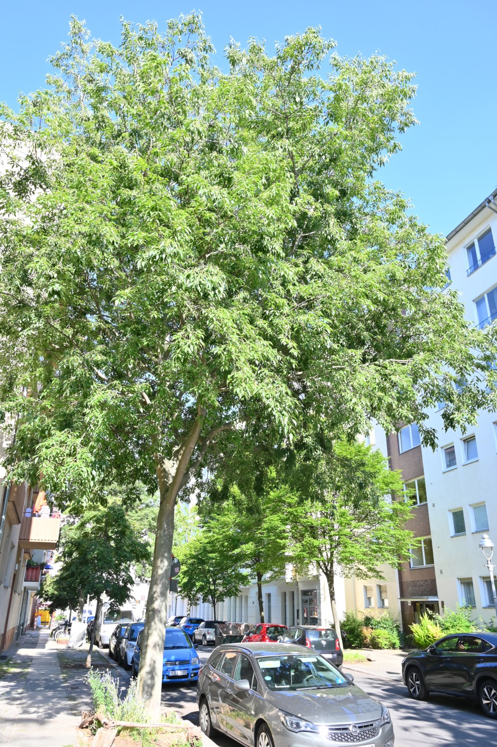 Südlicher Zürgelbaum - Berlin-Charlottenburg - Juni 2022