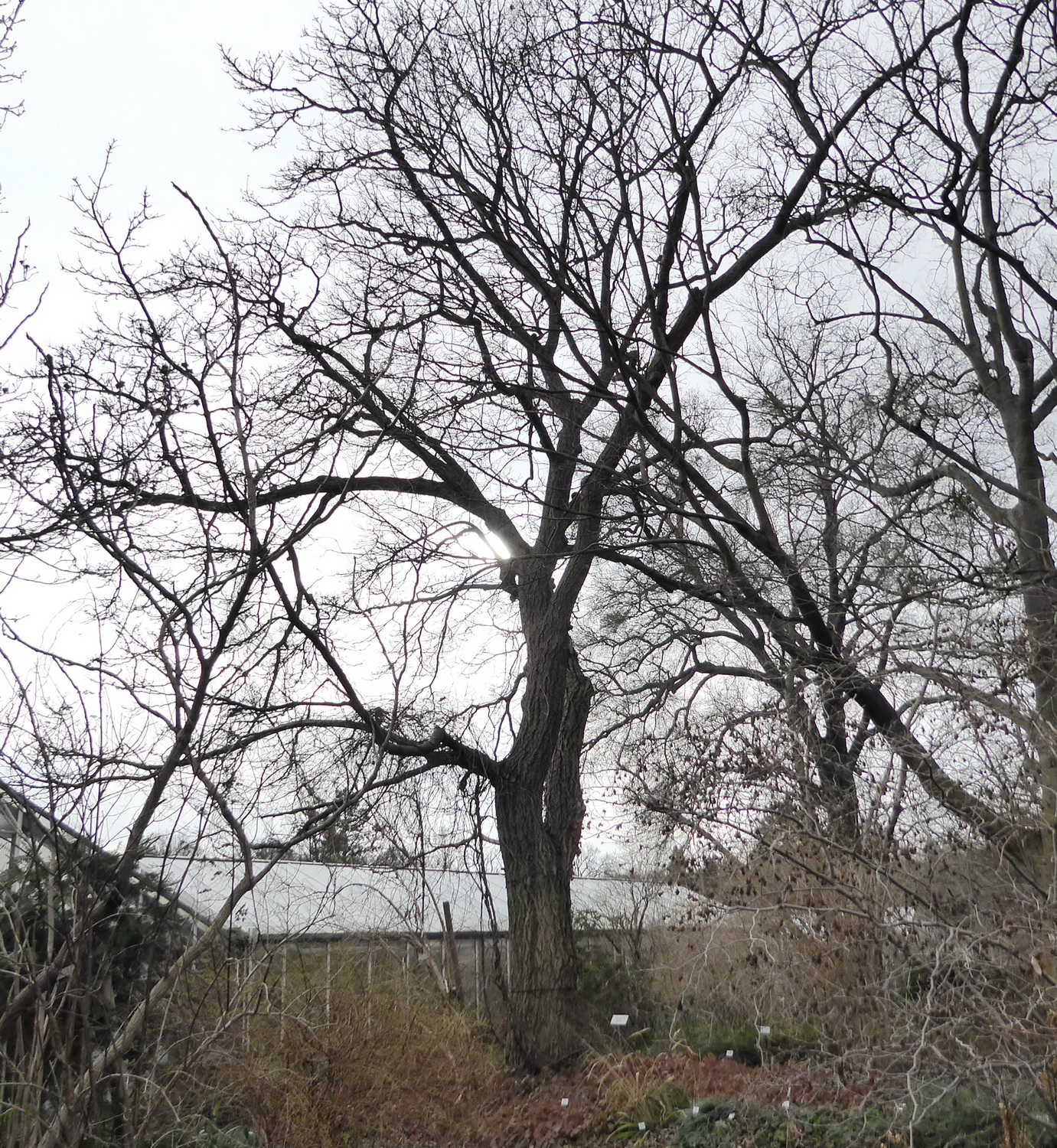 Phellodendron amurense - Dresden Botanischer Garten - Januar 2023