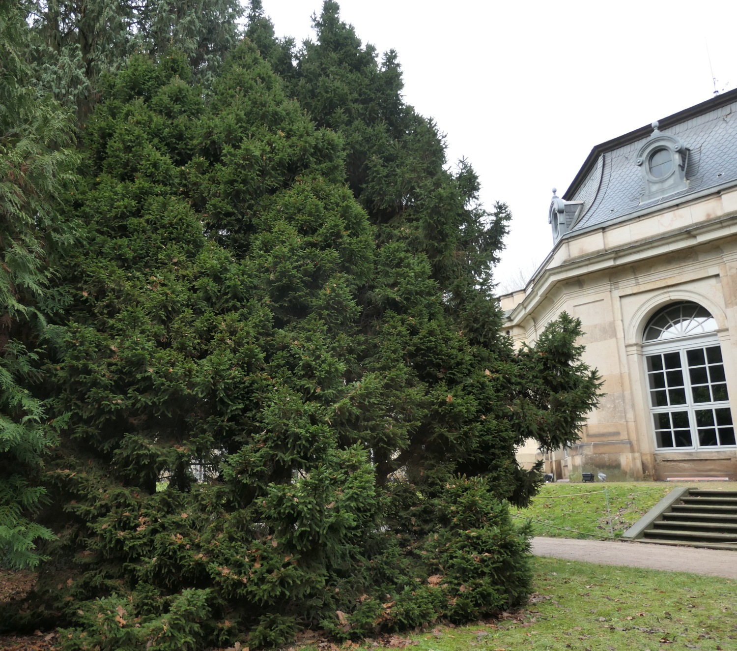 Picea abies 'Ohlendorffii' - Dresden-Pillnitz - Dezember 2012