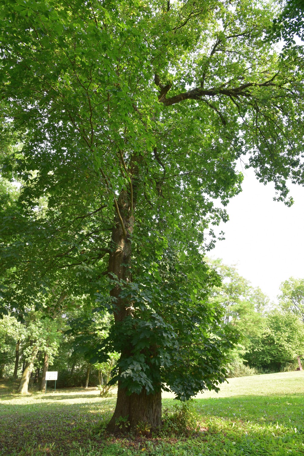 Aesculus × carnea - Liepen - 2016