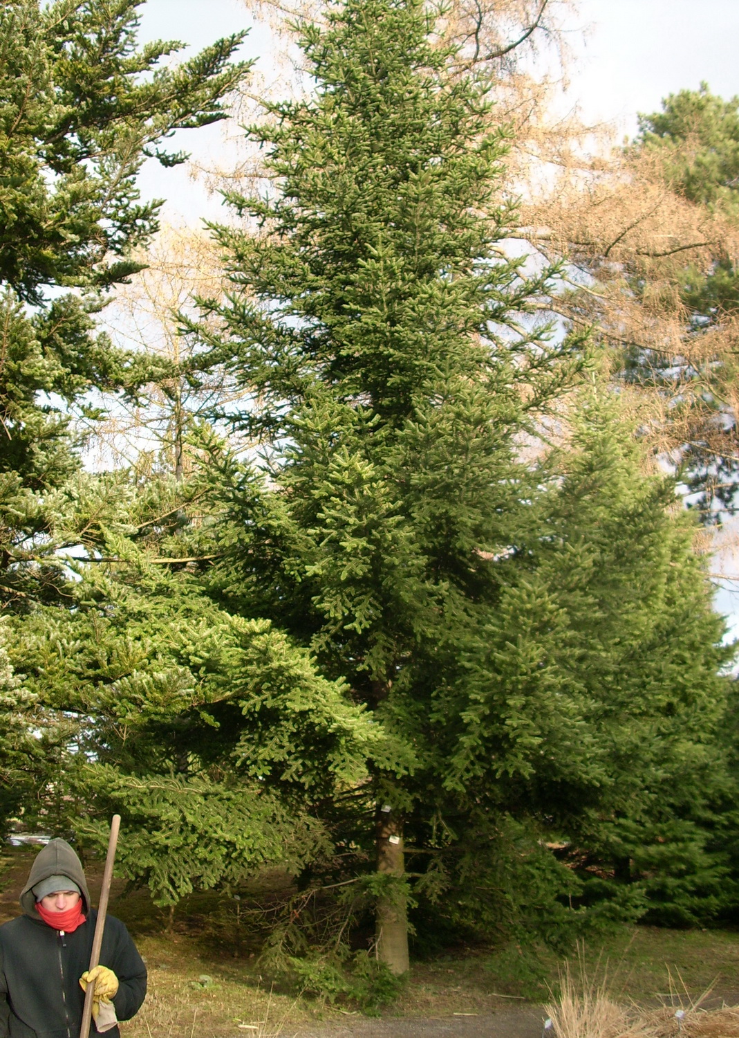 Picea rubens - Dresden Botanischer Garten - Januar 2011