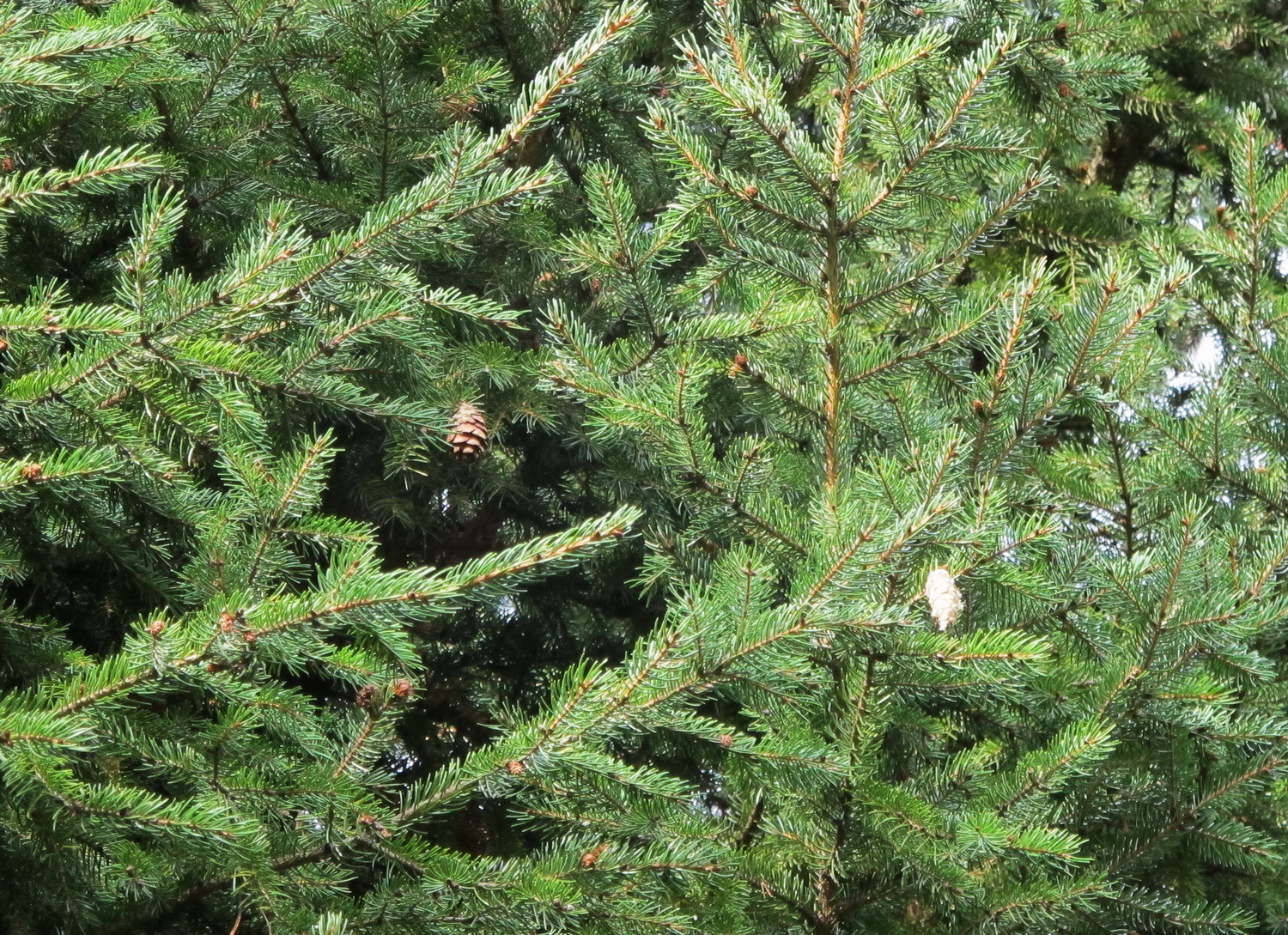 Picea rubens - Dresden Botanischer Garten - Oktober 2012