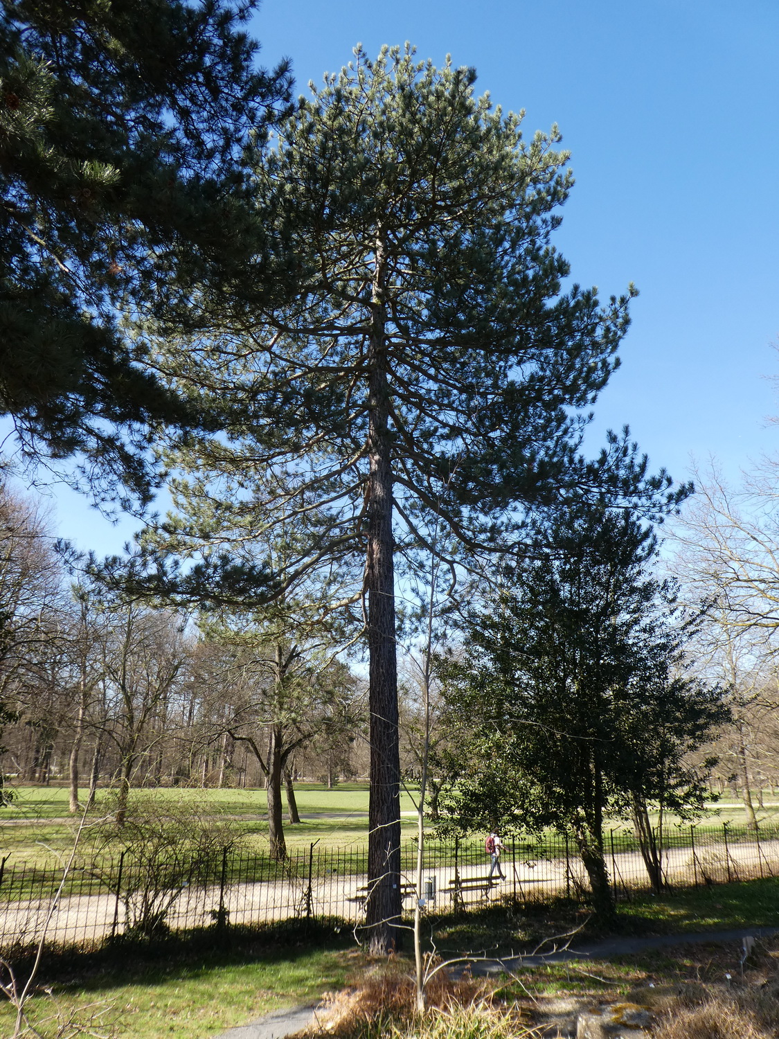Pinus nigra subsp. laricio - Dresden Botanischer Garten - April 2018